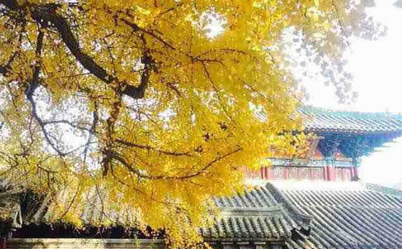 6 Top Places in Beijing to see Golden Ginkgoes