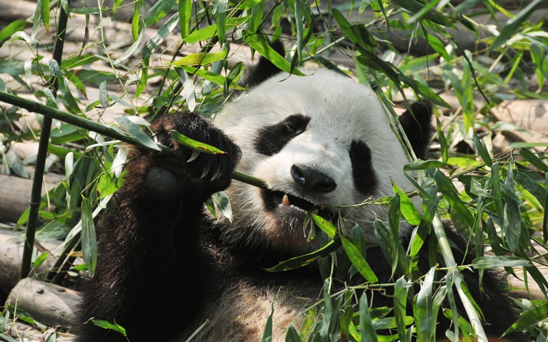 What Do Pandas Eat? And Other Fun Eating Facts
