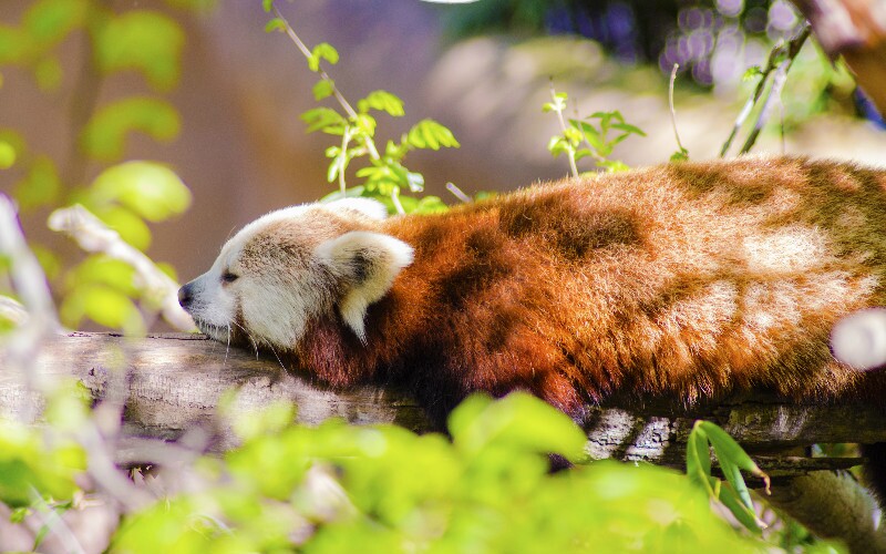 20 Things You Won't Know about Red Pandas