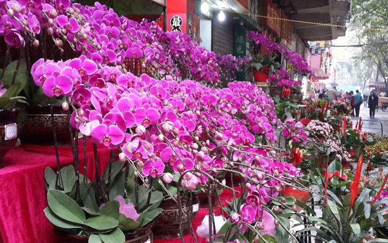 Hong Kong and Macau Chinese New Year's Eve Flower Markets