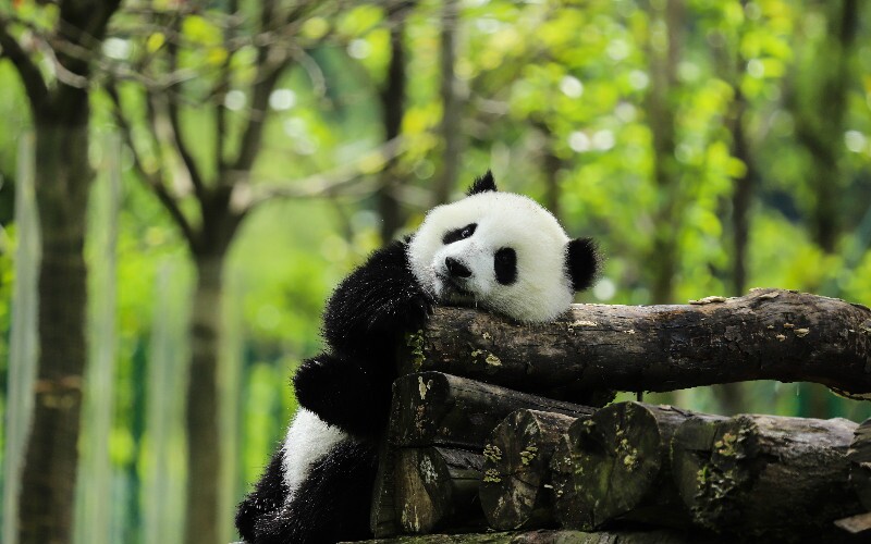 Wild Pandas: 8 Things You Didn't Know