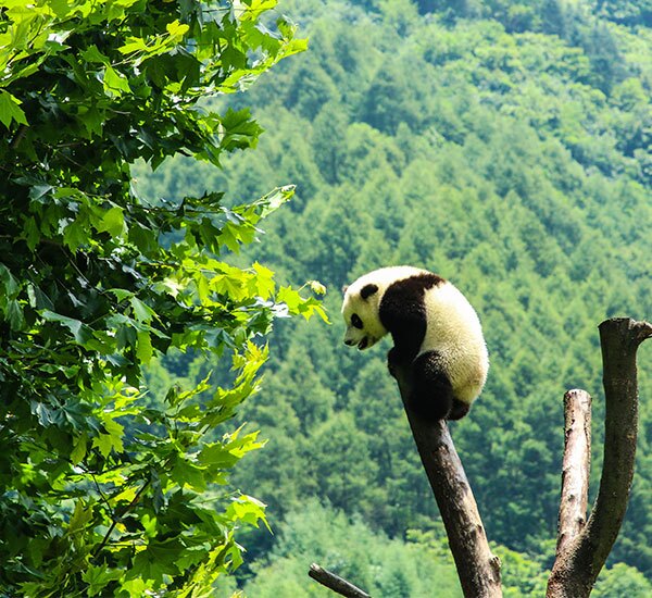 2天卧龙熊猫志愿者项目之旅