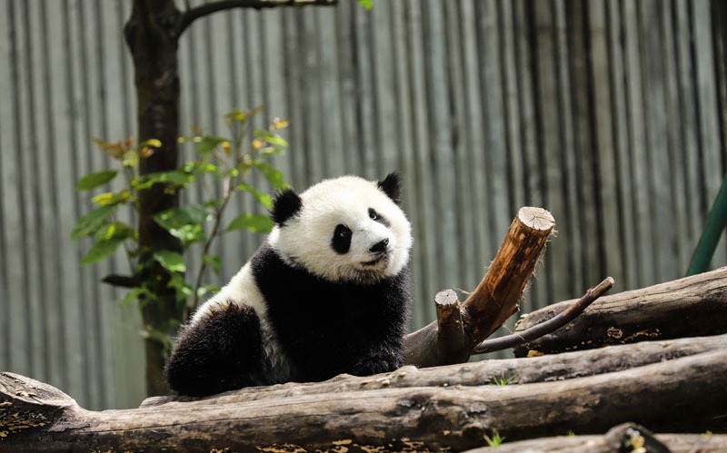 15个有趣Pandas Facts You Didn't Know (#7 Will Impress You)